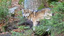 Jeden z vlků v Srní na Šumavě.