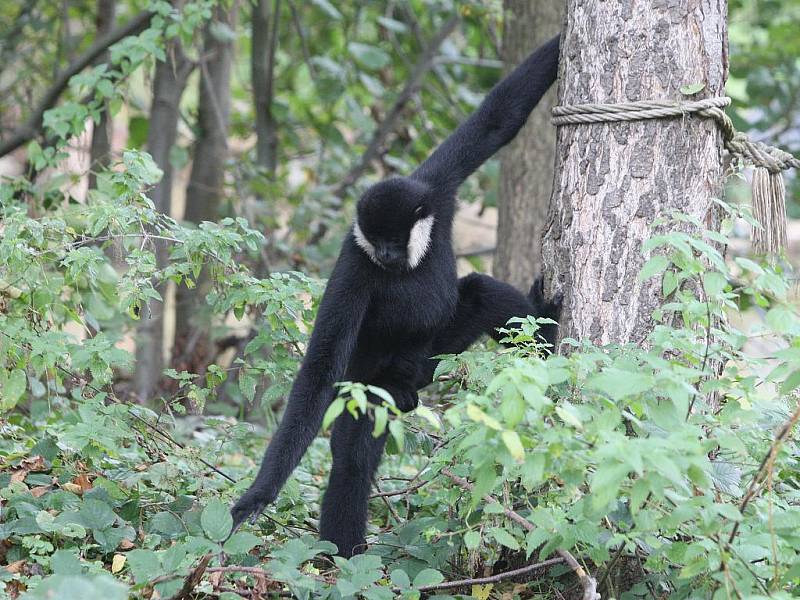 Gibon bělolící v plzeňské zoologické zahradě.