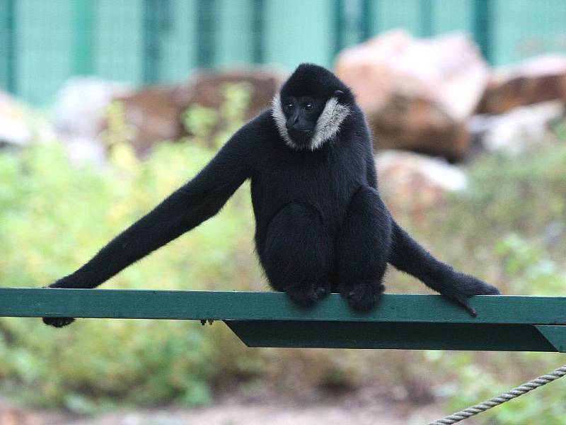 Gibon bělolící v plzeňské zoologické zahradě.