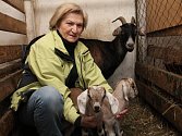 Na farmě Benešových v roce 2014 skotačí čtrnáct novorozených kůzlat