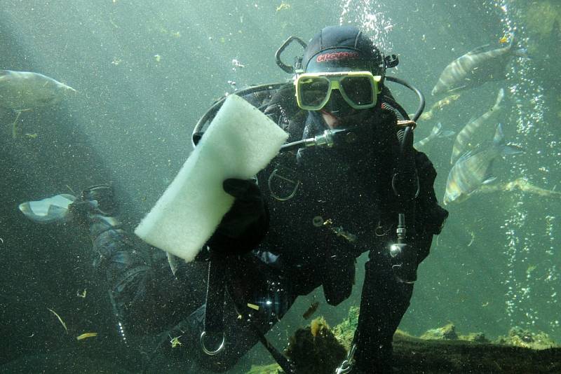 Čištění akvárií České řeky v plzeňské zoo