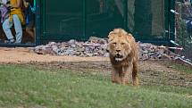 Lvi mají v plzeňské ZOO nový výběh. Lvi berberští jsou v Plzni chováni od roku 2002, kdy vznikl stávající výběh. Při modernizaci byl na 8 metrů rozšířen vodní příkop a doplněny nové části např. separační klec pro lvy, Rajská zahrada či Berberský stan.