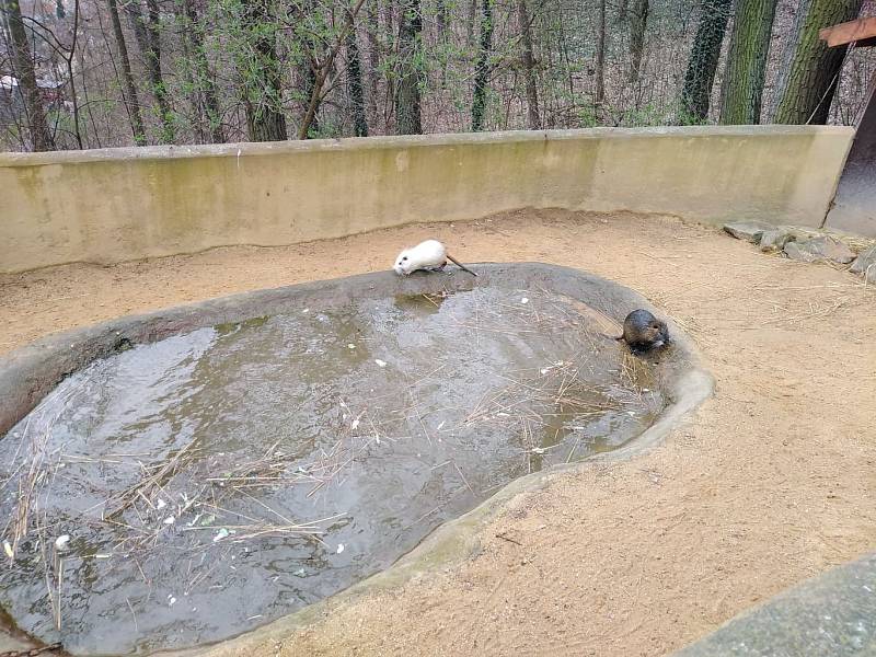 Návštěva Zoologické zahrady v Plzni.