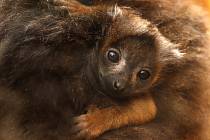 V plzeňské zoo se v sobotu 8. dubna 2023 narodilo mládě lemura rudobřichého