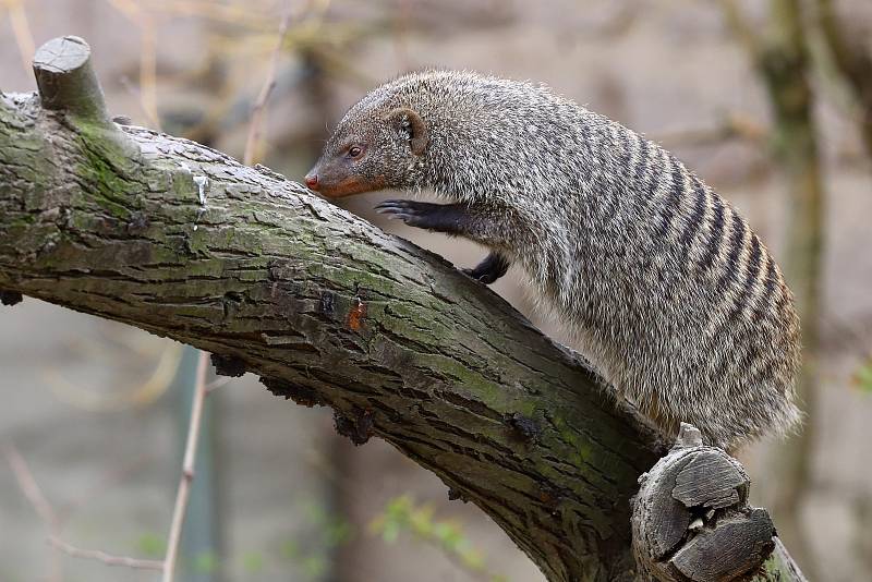 Z plzeňské zoologické zahrady.