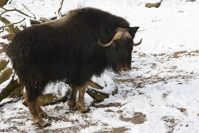 Plzeňská ZOO zaznamenala v loňském roce rekordní návštěvnost.