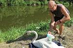 Lidé z plzeňské záchranné stanice živočichů společně s dobrovolníky letos odchytli, zkontrolovali a okroužkovali na dvě stě labutí.