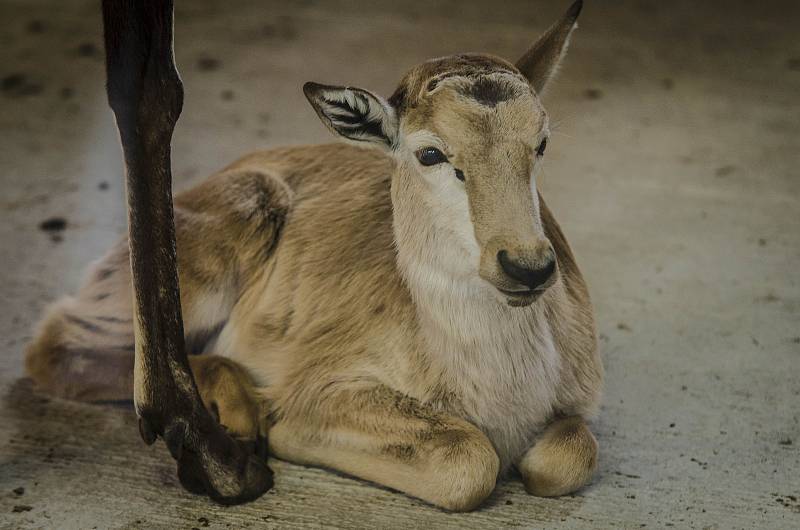 Přípravy na zimu v plzeňské zoo.