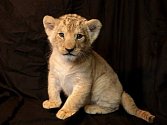 Zoo se pochlubila šestitýdenním lvíčetem