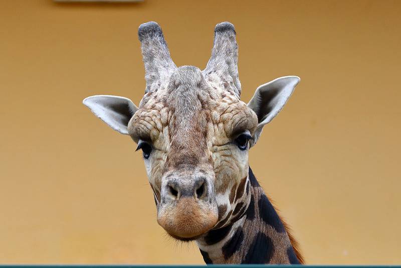 Z plzeňské zoologické zahrady.