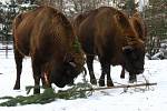 Plzeňská ZOO zaznamenala v loňském roce rekordní návštěvnost.