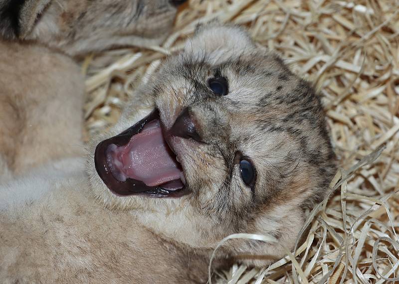 Čtyři malé lvy berberské má nově plzeňská zoologická zahrada. „Dva samci a dvě samice se narodili 9. května,“ informoval mluvčí zoo Martin Vobruba.