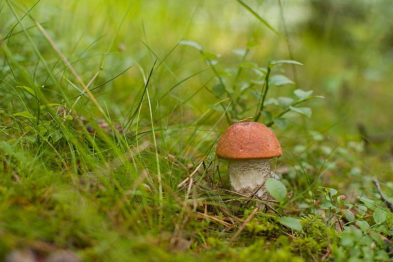 Houbaření na Plzeňsku.