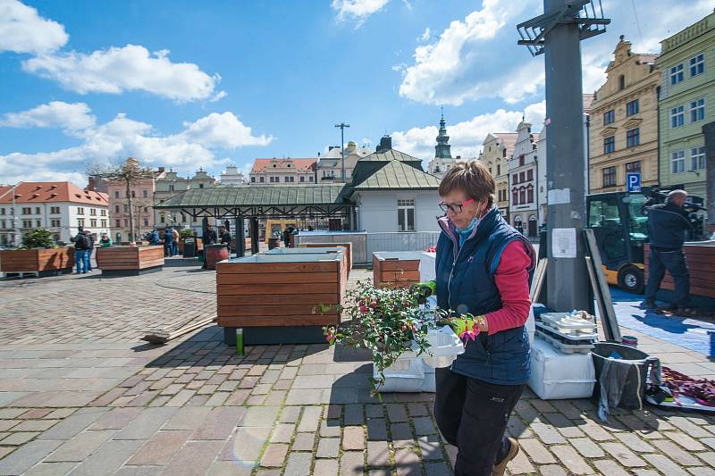 Centrum Plzně se zazelenalo. Vyrostly tu rododendrony.