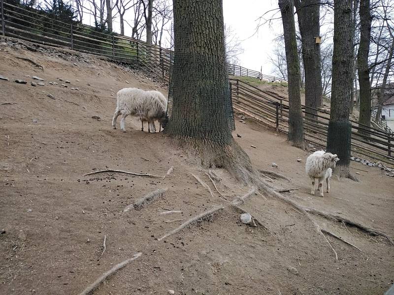 Návštěva Zoologické zahrady v Plzni.