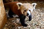 Z areálu plzeňské zoo utekla v srpnu 2019 vzácná panda červená, samec jménem Nepál.  Nebylo jasné, jakým způsobem tříleté zvíře dokázalo z výběhu uniknout.