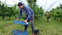 V Nebílovských sadech pokračuje prodej trhaných třešní. Milovníci těchto sladkých plodů si je mohou zakoupit přímo v sadech tento týden a pozdnější odrůdy zřejmě i v týdnu příštím. Cena je 99 korun za kilogram.