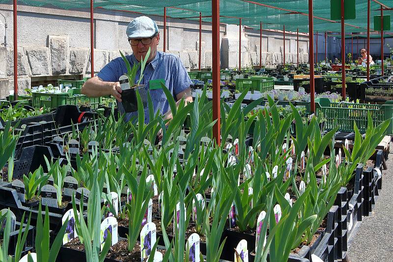 Rozkvetlá krása – stovky druhů skalniček, květin a drobných dřevin, ale i krásně upravená zahrada gymnázia na Mikulášském náměstí v Plzni, jsou k vidění ještě do pátku 13. května na výstavě Alpinum klubu. Do sobotního poledne probíhá i prodej sazenic.