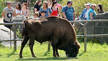 Mládě zubra v plzeňské zoo.