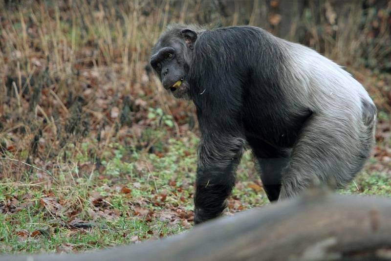 Teplá počasí vylákalo zvířata v Zoo do vnějších výběhů