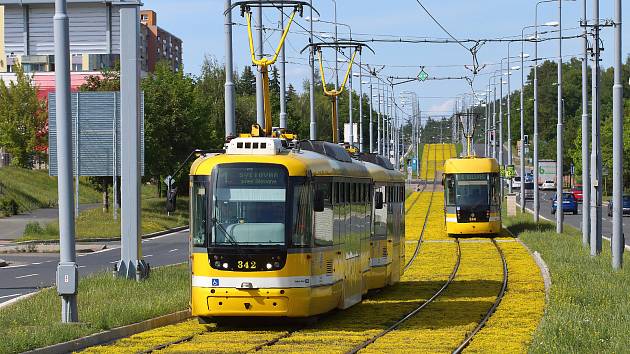 Tramvajová trať v Plaské ulici v Bolevci prošla rozsáhlou modernizací. Po výměně kolejí došlo i na osazení tramvajového pásu suchomilnými rostlinami. Ty nyní rozkvetli žlutými květy a kromě zlepšení vzhledu také sníží hluk i prašnost od tramvajové dopravy