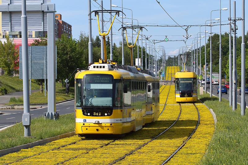 Tramvajová trať v Plaské ulici v Bolevci prošla rozsáhlou modernizací. Po výměně kolejí došlo i na osazení tramvajového pásu suchomilnými rostlinami. Ty nyní rozkvetli žlutými květy a kromě zlepšení vzhledu také sníží hluk i prašnost od tramvajové dopravy