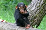 Šimpanzice Caila.