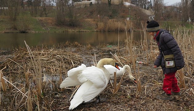 Také plzeňští kanoisté měli na jaře co dělat s agresivním opeřencem. Na řece Radbuze je napadal labutí samec, který od Karla Makoně dostal přezdívku trenér.