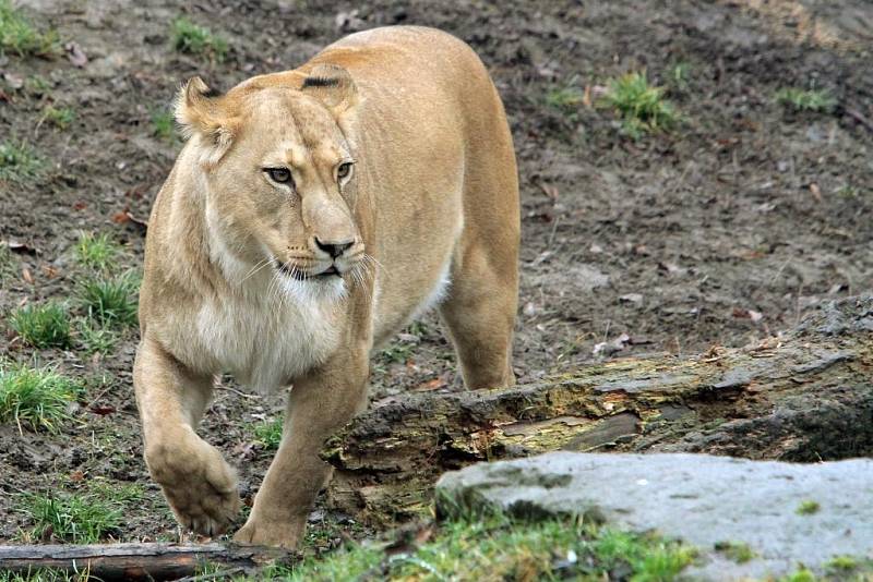 Teplá počasí vylákalo zvířata v Zoo do vnějších výběhů