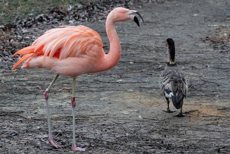 Teplá počasí vylákalo zvířata v Zoo do vnějších výběhů