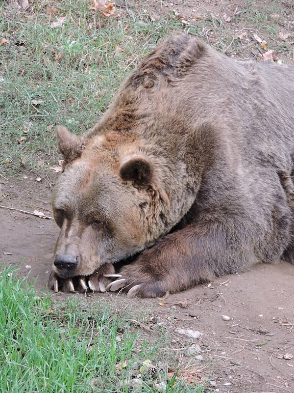 Medvěd Pišta je nejstarším medvědem hnědým v České republice.