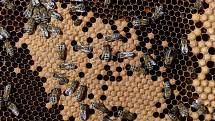 13 - Z menších buněk se za 21 dní vylíhne včela dělnice. Denně matka naklade až 2000 vajíček, což je dvojnásobek její váhy.