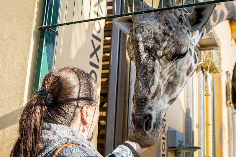 Přípravy na zimu v plzeňské zoo.