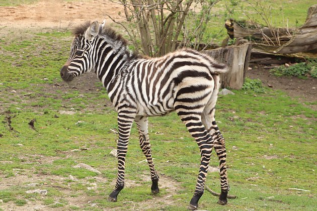 První odchov ohrožených zeber bezhřívých se letos povedl plzeňské zoologické zahradě. Samici narozenou 16. ledna chovatelé pojmenovali Tanisha, 27. března se pak narodila Embimbi.