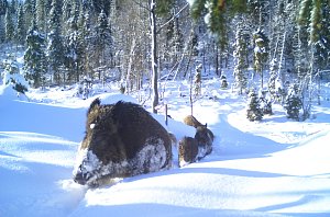 Vysílače v obojcích divočáků by měly odhalit, jak se chovají v horském pásmu či nakolik je ovlivňuje např. vysoká sněhová pokrývka. Ilustrační foto.