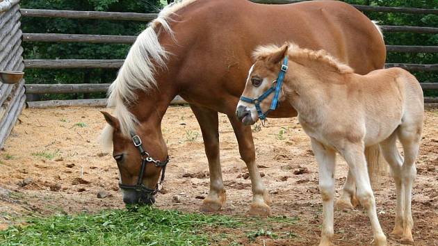 V zoologické zahradě v Plzni pokřtili ve čtvrtek mládě halflinga. Hřebeček dostal jméno Mário