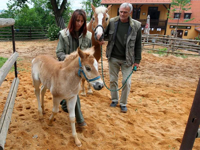 V zoologické zahradě v Plzni pokřtili ve čtvrtek mládě halflinga. Hřebeček dostal jméno Mário