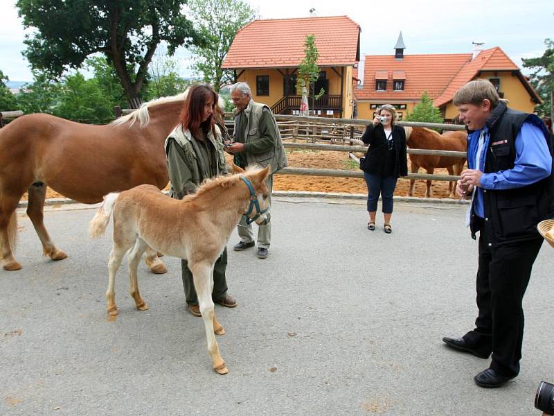 V zoologické zahradě v Plzni pokřtili ve čtvrtek mládě halflinga. Hřebeček dostal jméno Mário