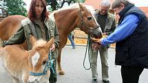 V zoologické zahradě v Plzni pokřtili ve čtvrtek mládě halflinga. Hřebeček dostal jméno Mário