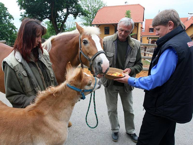 V zoologické zahradě v Plzni pokřtili ve čtvrtek mládě halflinga. Hřebeček dostal jméno Mário