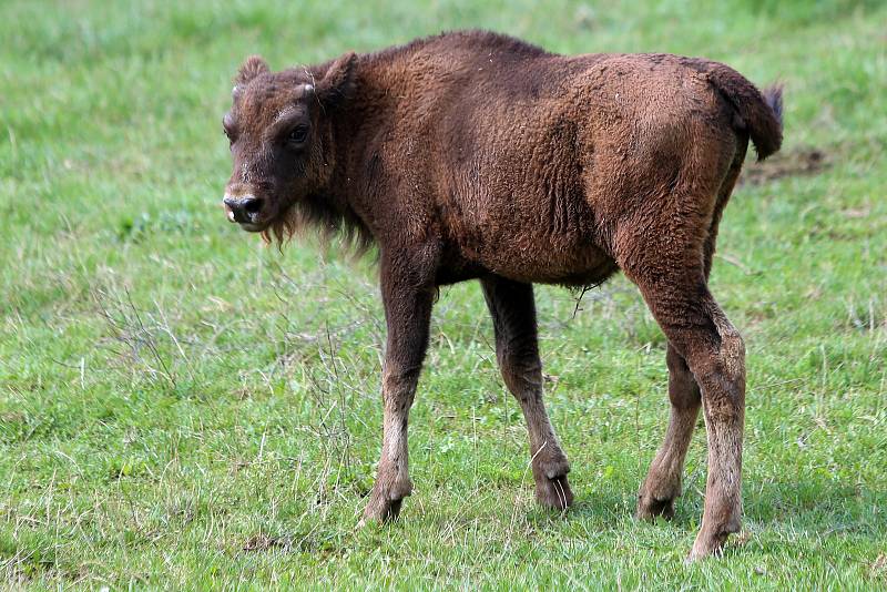 Mládě zubra v plzeňské zoo.