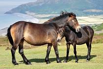 Koně plemene exmoorský pony.