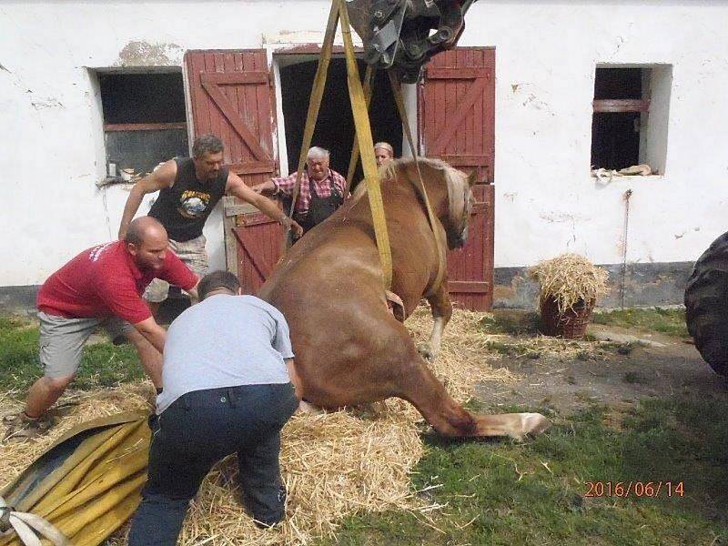 Hasiči v Útušicích zvedali koně zpět na nohy Zdroj: http://plzensky.denik.cz/zpravy_region/hasicum-pomohl-s-postavenim-kone-na-nohy-i-mistni-bagr-20160615.html