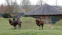 Do plzeňské zoologické zahrady dorazily jenom za sobotu více než dva tisíce návštěvníků.