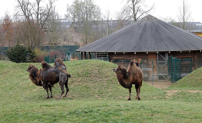 Do plzeňské zoologické zahrady dorazily jenom za sobotu více než dva tisíce návštěvníků.