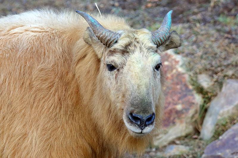 V plzeňské ZOO mají pár takinů čínských. Tento větší příbuzný kamzíka pochází z horských oblastí Himalájí a dokáže zdolávat i velmi náročný terén. Chovatelé věří, že pětiletý samec a jednoroční samice budou mít po čase i mláďata.