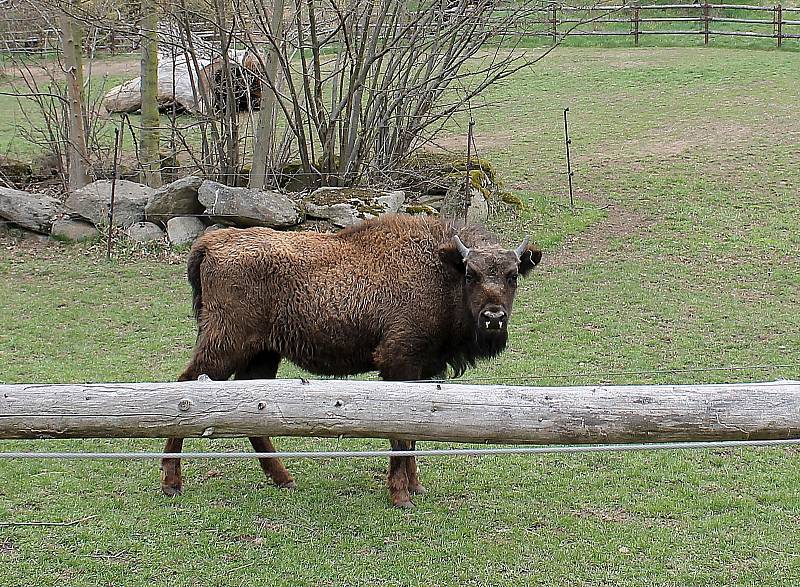 Do plzeňské zoologické zahrady dorazily jenom za sobotu více než dva tisíce návštěvníků.