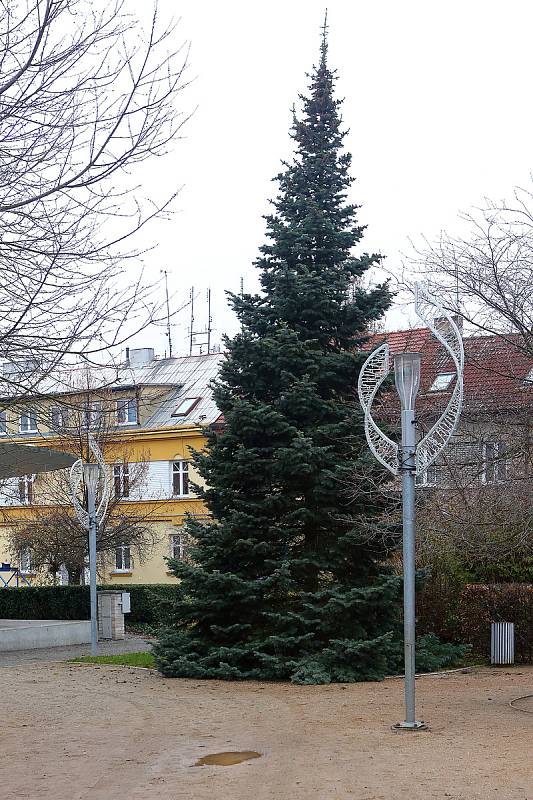 Doubravka má vánoční strom – asi třicetiletá a jedenáct metrů vysoká jedle ojíněná ze zahrady na Rokycanské třídě se stala v úterý ozdobou Habrmannova parku na Doubravce. Slavnostně ji rozsvítí starosta čtvrtého městského obvodu tuto sobotu v podvečer.