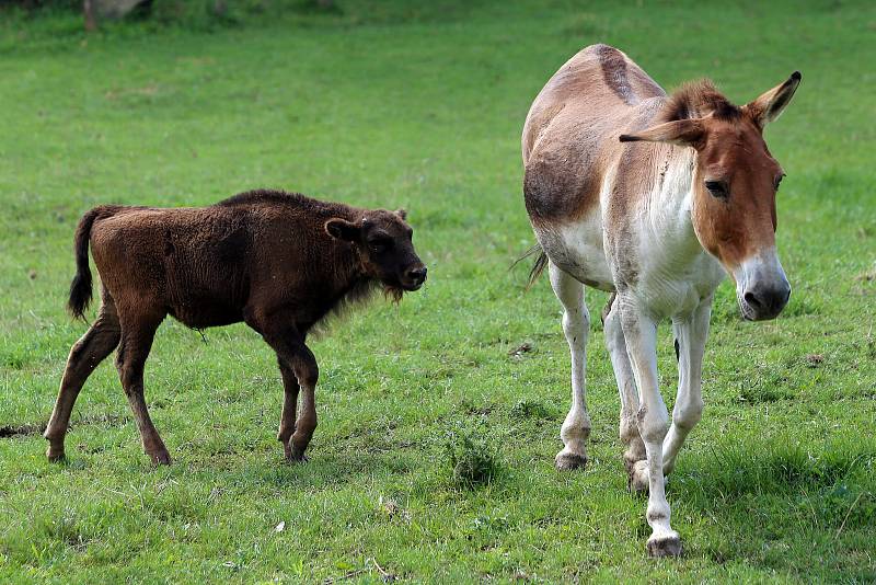 Mládě zubra v plzeňské zoo.