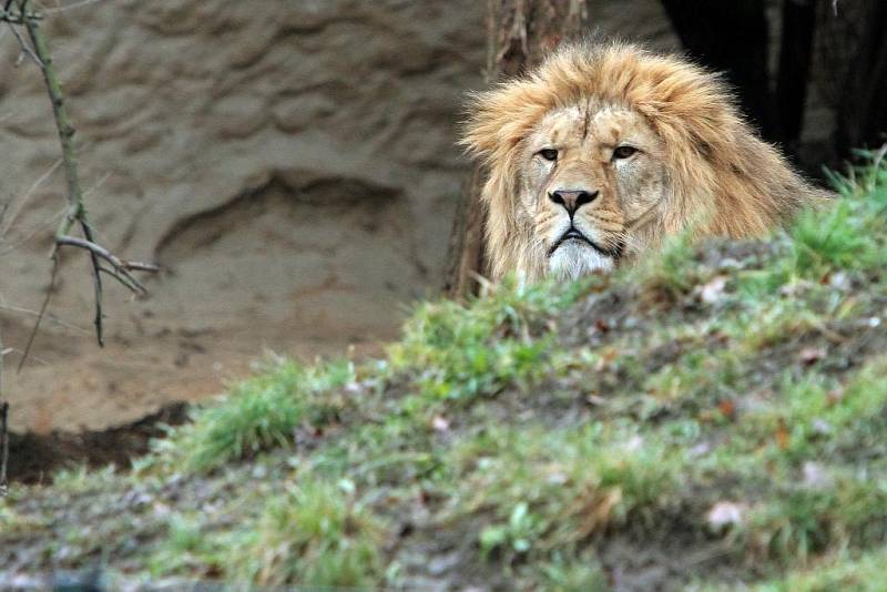 Teplá počasí vylákalo zvířata v Zoo do vnějších výběhů